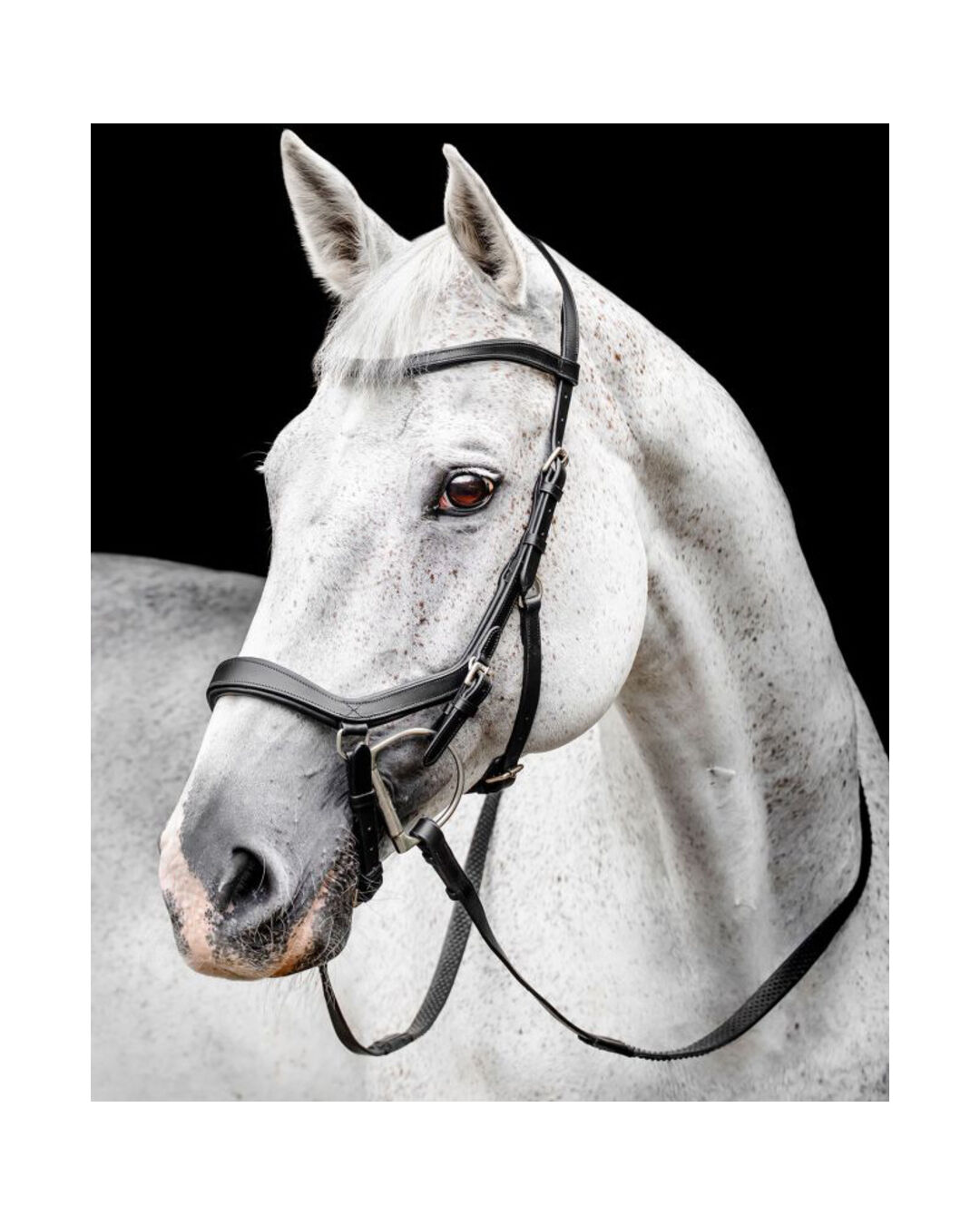 Micklem Competition Bridle