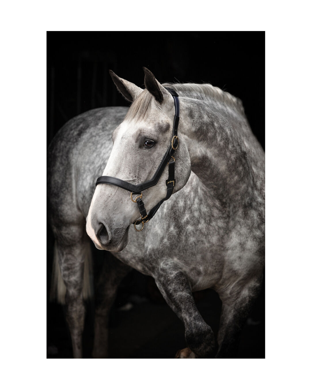Rambo Micklem Headcollar