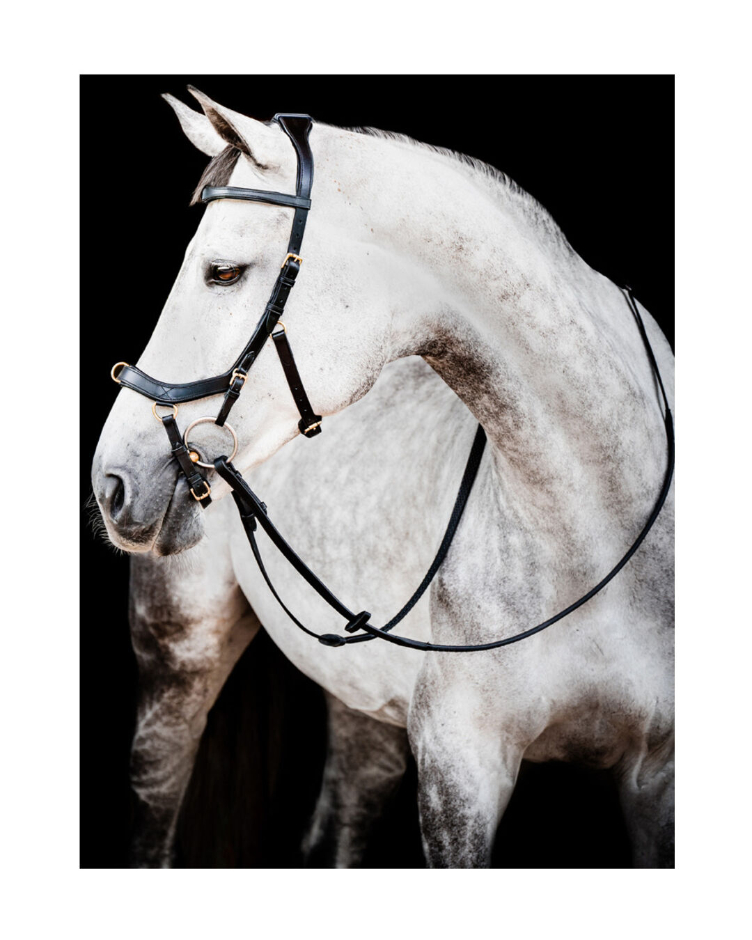 Trense Micklem Multi Bridle Trense Micklem Multi Bridle