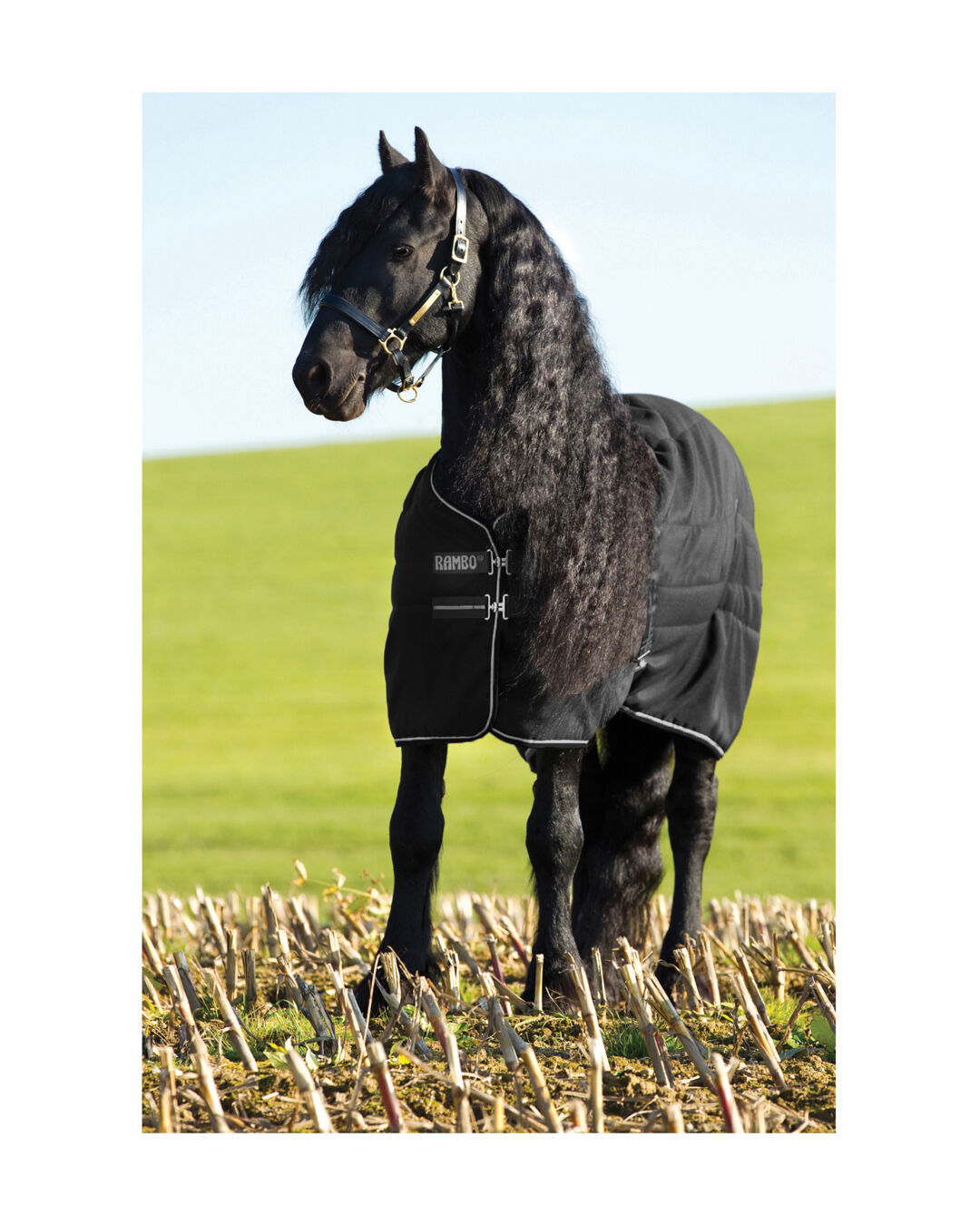 Stalldecke Stable 100 g Stalldecke Stable 100 g