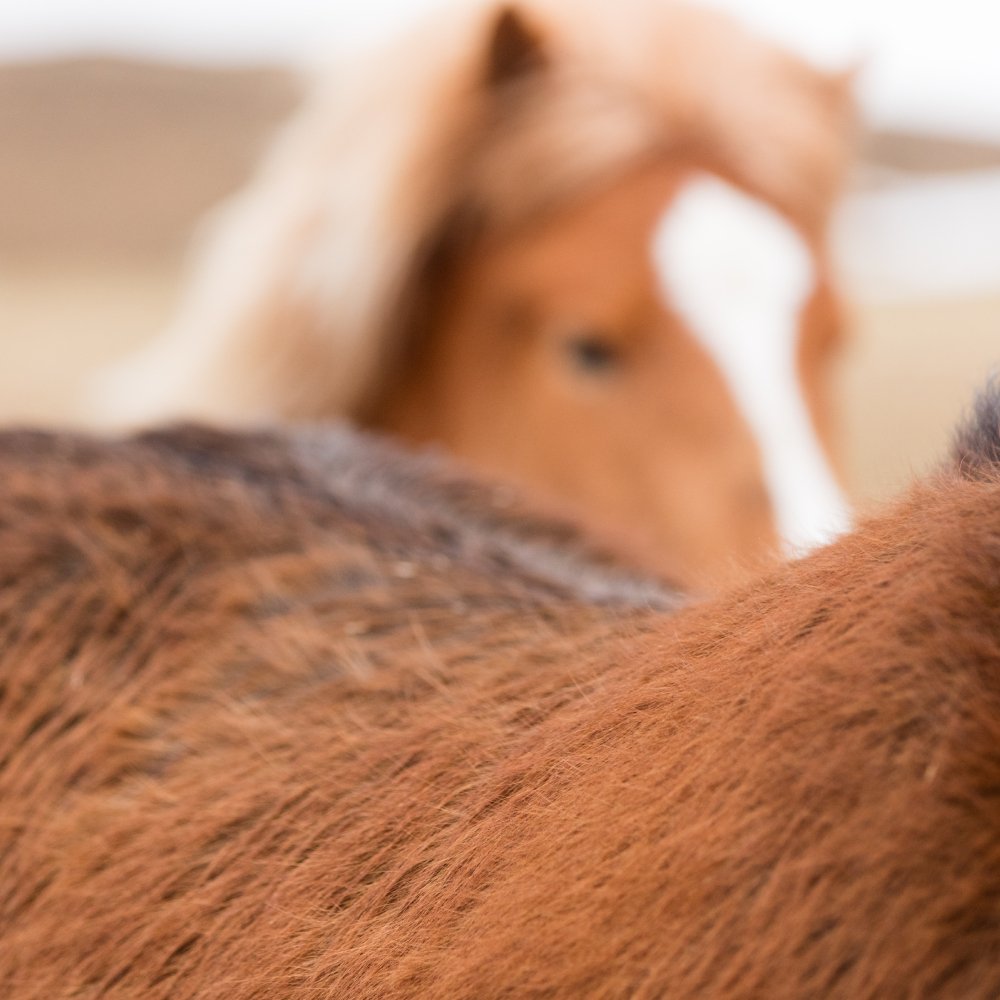 Erste Hilfe Koffer Pferd – Die 15 besten Produkte im Vergleich -  Reiterguide Ratgeber
