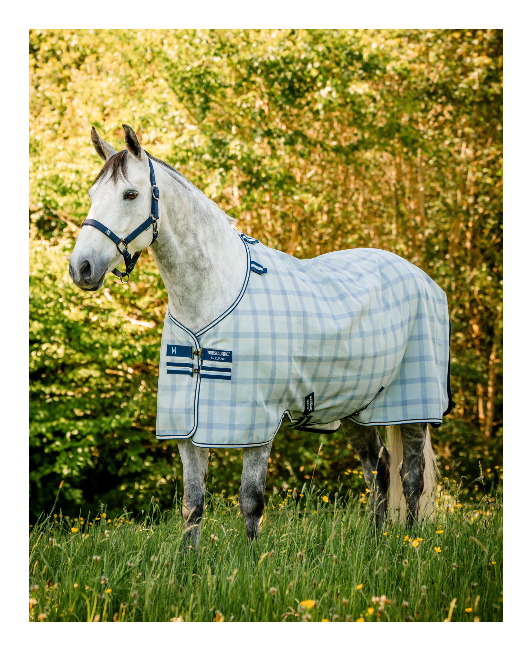 Fliegendecke Newmarket