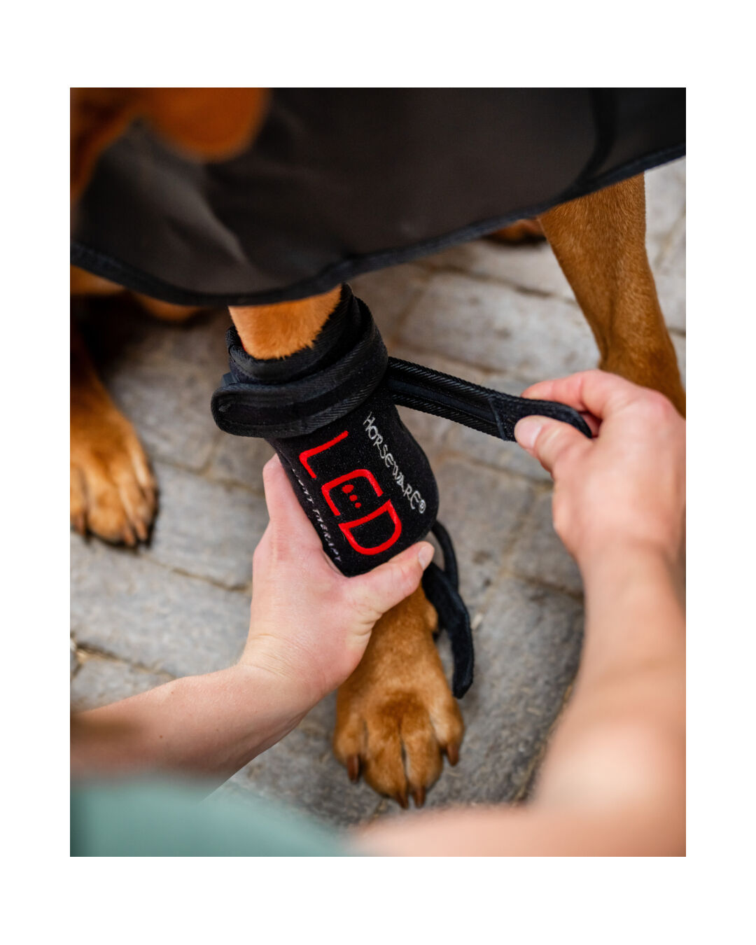 LED-Rotlicht-Therapie Haustiergamasche (1x Paar)