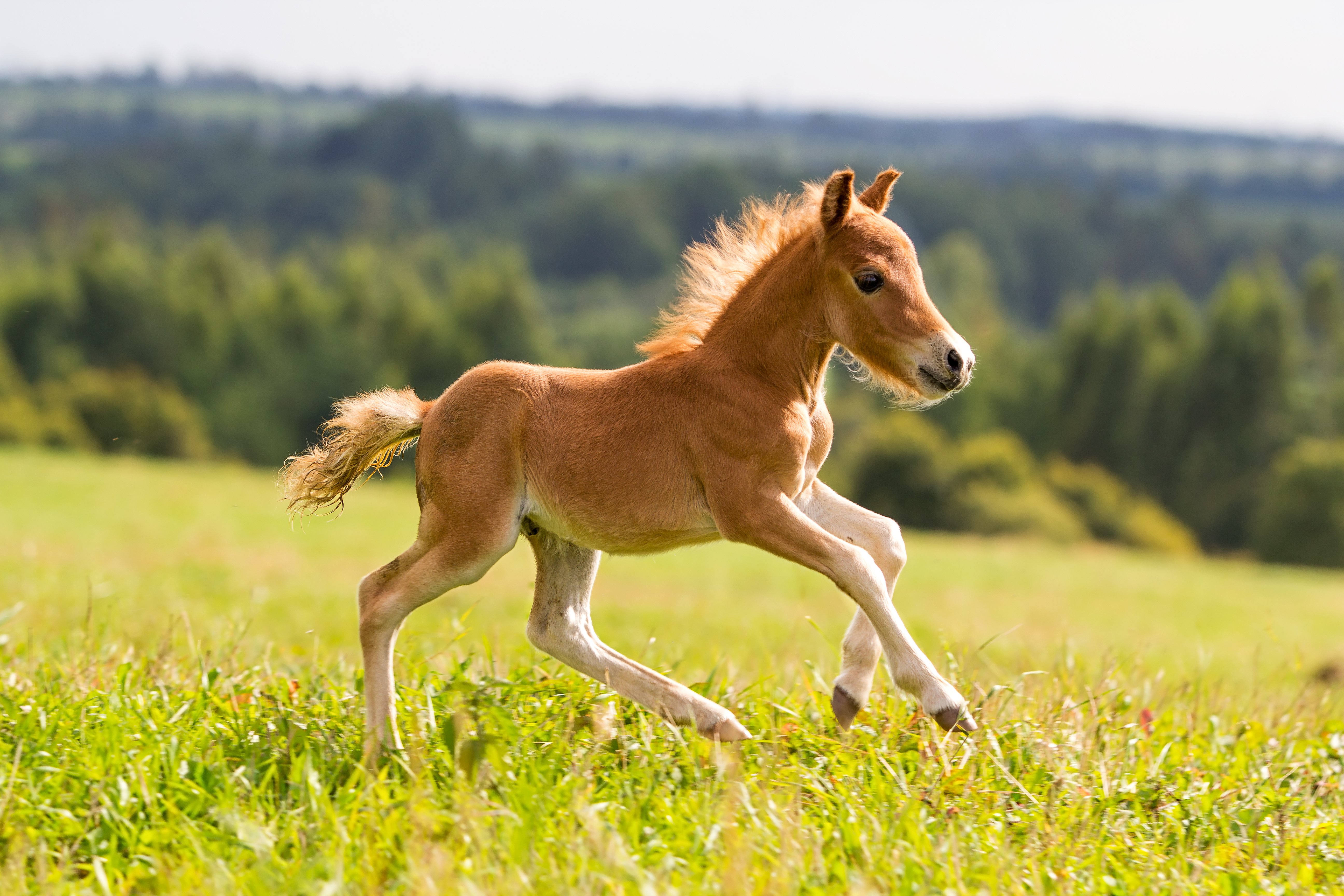 Pferdenamen von A - Z : Finde den schönsten Namen für dein Fohlen